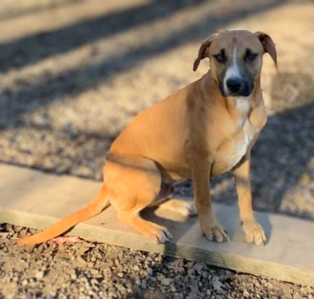 Scully, an adoptable Golden Retriever, Black Mouth Cur in Crossville, TN, 38557 | Photo Image 3