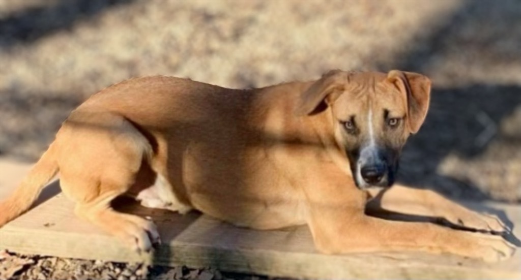 Scully, an adoptable Golden Retriever, Black Mouth Cur in Crossville, TN, 38557 | Photo Image 4