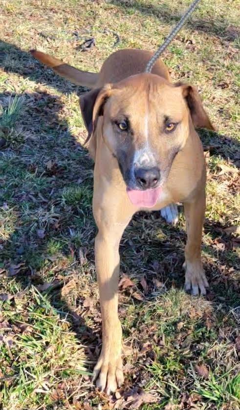 Scully, an adoptable Golden Retriever, Black Mouth Cur in Crossville, TN, 38557 | Photo Image 5