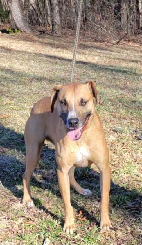 Scully, an adoptable Golden Retriever, Black Mouth Cur in Crossville, TN, 38557 | Photo Image 6
