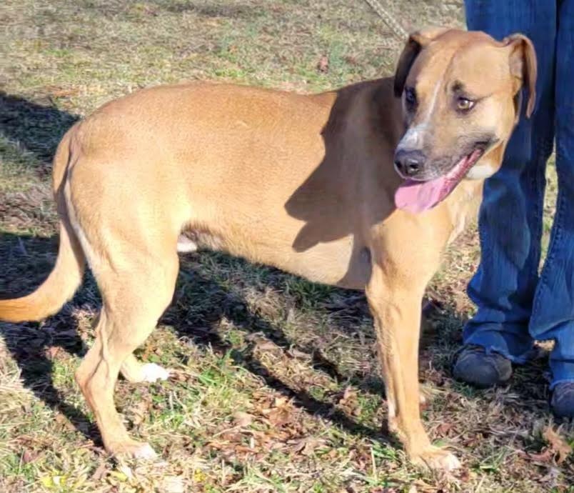 Scully, an adoptable German Shepherd Dog, Golden Retriever in Crossville, TN, 38557 | Photo Image 6