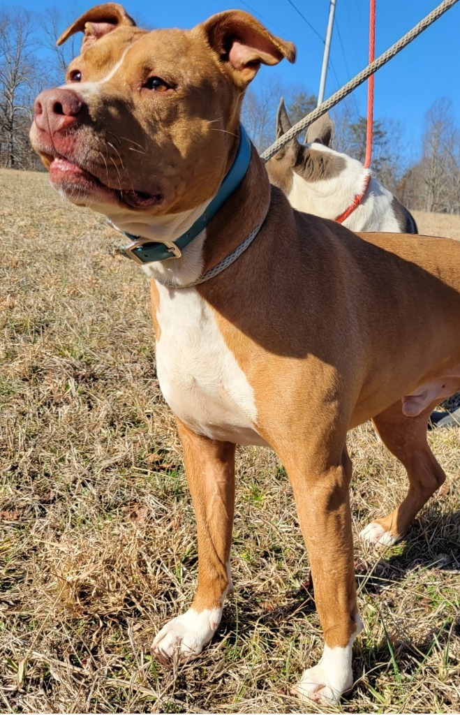 REBEL, an adoptable Pit Bull Terrier, Labrador Retriever in Crossville, TN, 38557 | Photo Image 1