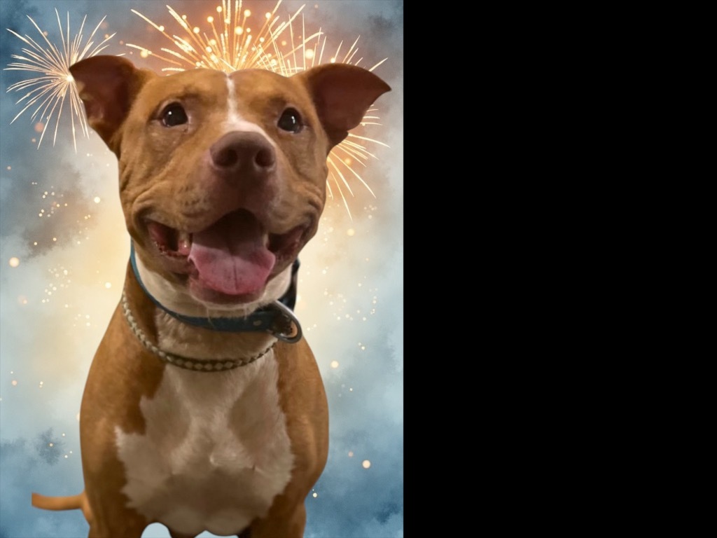 REBEL, an adoptable Staffordshire Bull Terrier, Carolina Dog in Crossville, TN, 38557 | Photo Image 1