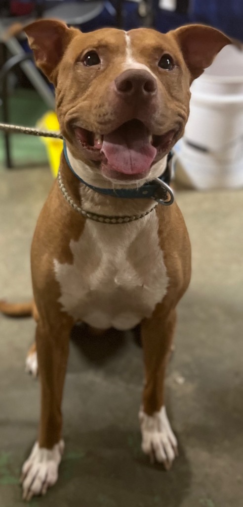 REBEL, an adoptable Pit Bull Terrier, Labrador Retriever in Crossville, TN, 38557 | Photo Image 2