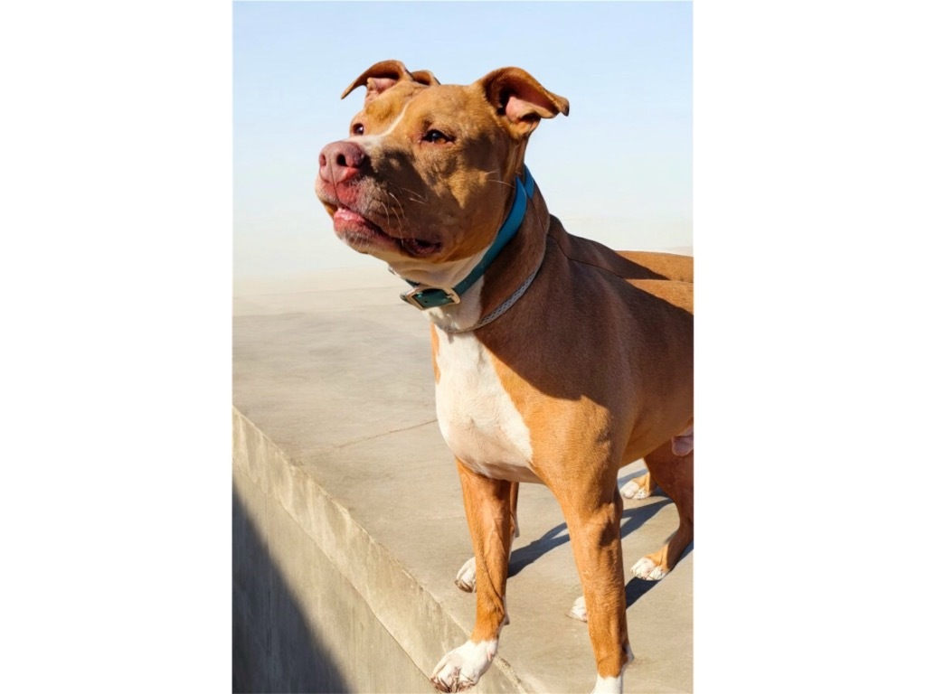 REBEL, an adoptable Staffordshire Bull Terrier, Carolina Dog in Crossville, TN, 38557 | Photo Image 2