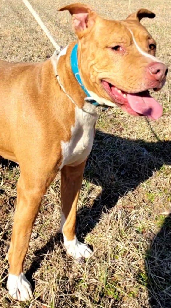 REBEL, an adoptable Pit Bull Terrier, Labrador Retriever in Crossville, TN, 38557 | Photo Image 3