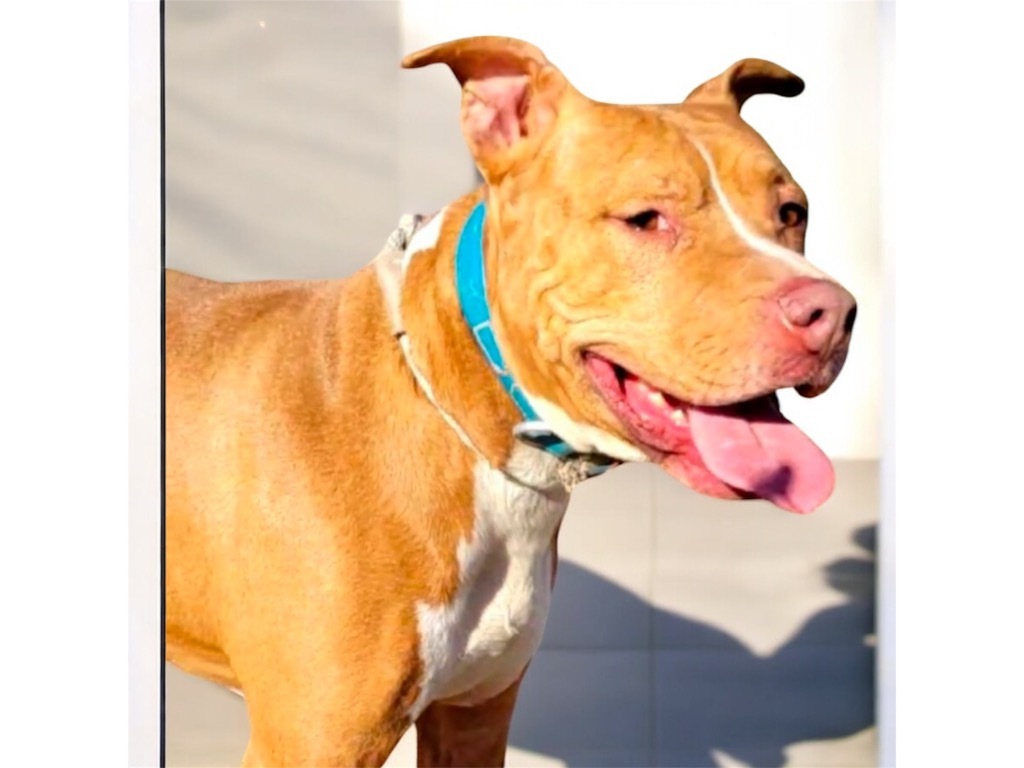 REBEL, an adoptable Staffordshire Bull Terrier, Carolina Dog in Crossville, TN, 38557 | Photo Image 3