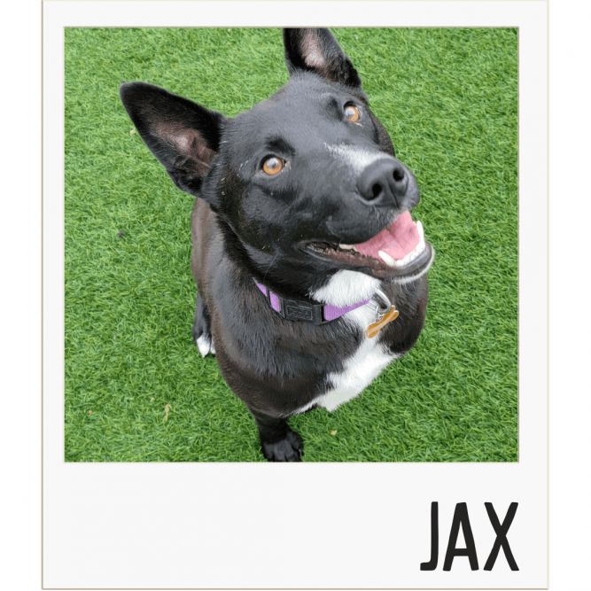 Jax 