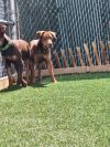 Gracie Lou Free Bush 