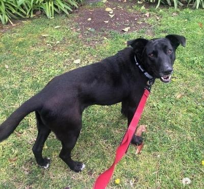 Jordan , an adoptable Black Labrador Retriever in Portland, OR_image-3