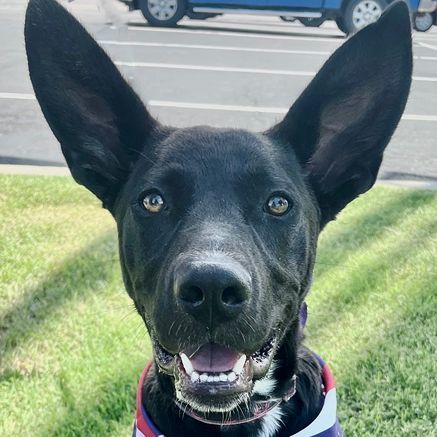 Bellarina, an adoptable Black Labrador Retriever & German Shepherd Dog Mix in Oklahoma City, OK_image-1