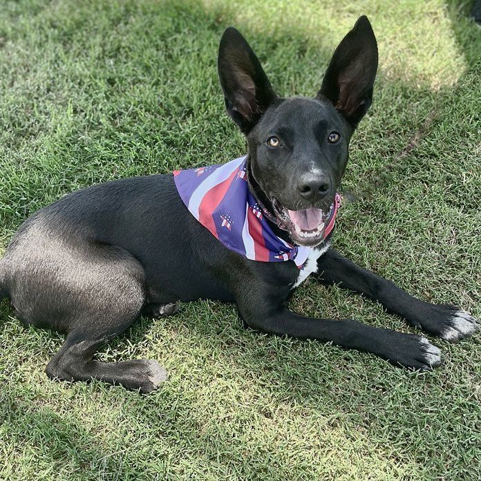 Bellarina, an adoptable Black Labrador Retriever & German Shepherd Dog Mix in Oklahoma City, OK_image-5