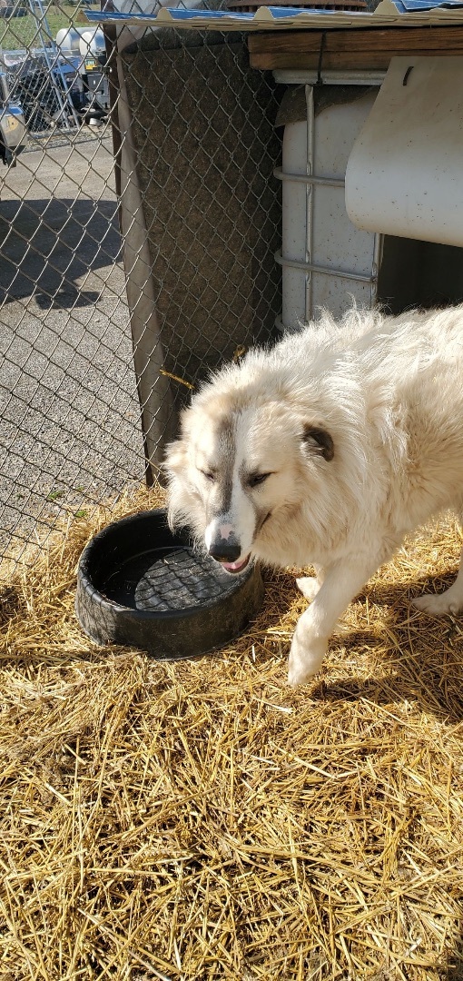 a feeding schedule for your dog petfinderpetfinder