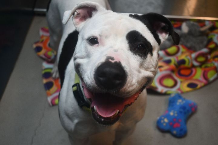 Rosie, an adoptable Pit Bull Terrier Mix in Bellingham, WA_image-4