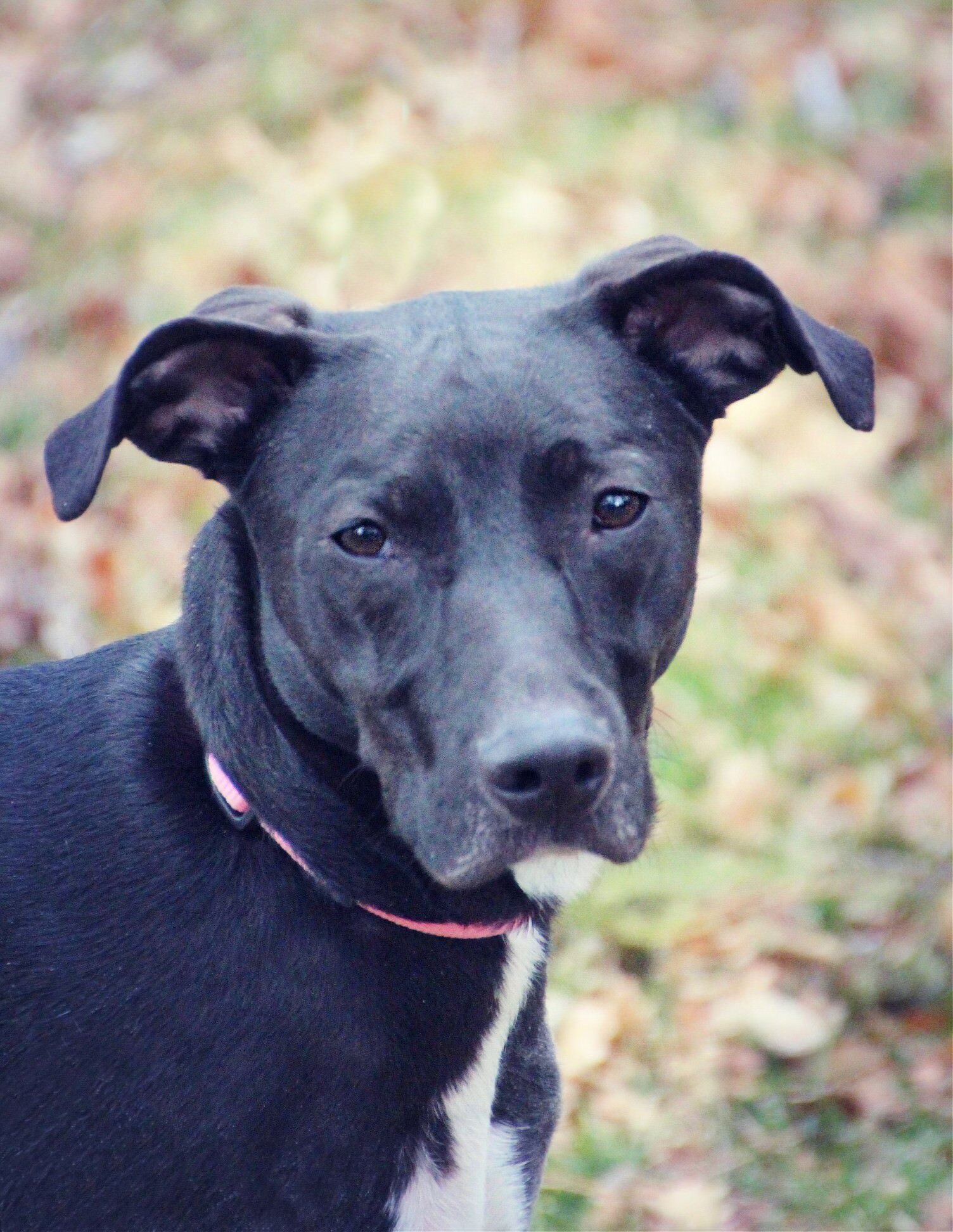 Sky, an adoptable Pit Bull Terrier, Labrador Retriever in Twin Falls, ID, 83301 | Photo Image 1