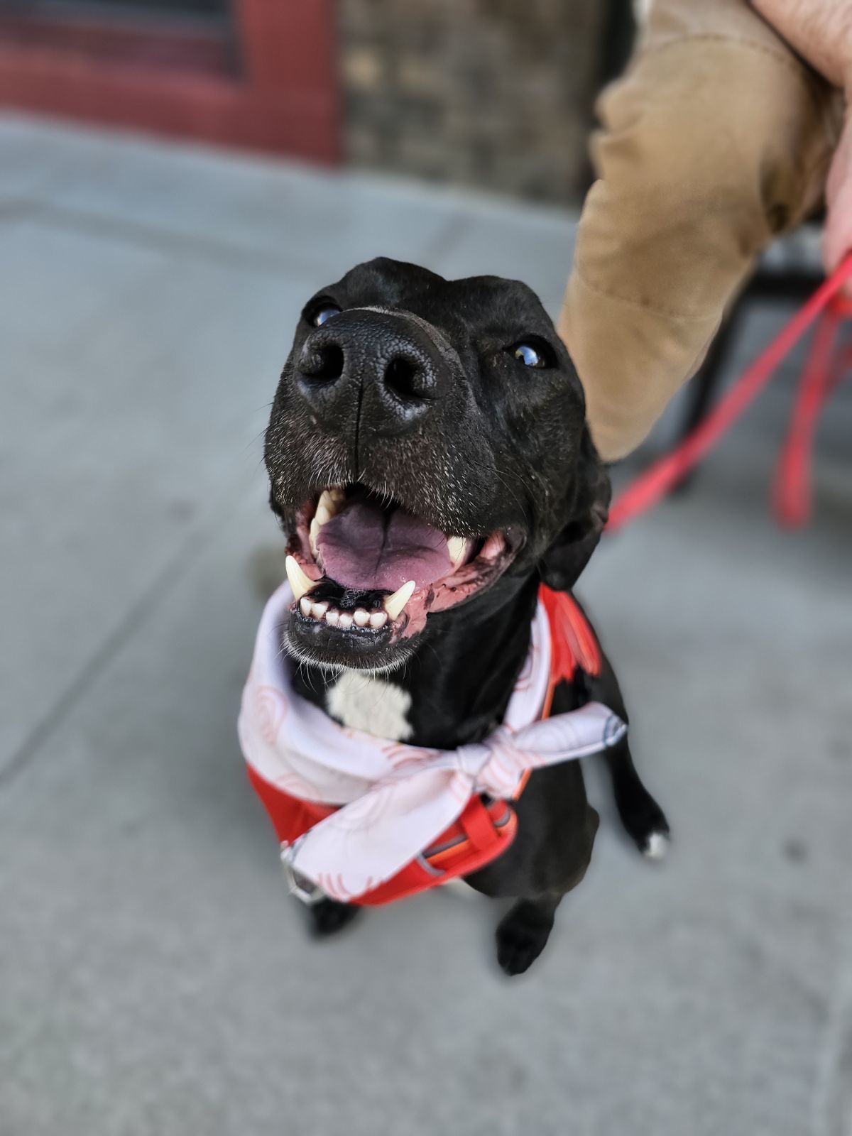 Sky, an adoptable Pit Bull Terrier, Labrador Retriever in Twin Falls, ID, 83301 | Photo Image 4