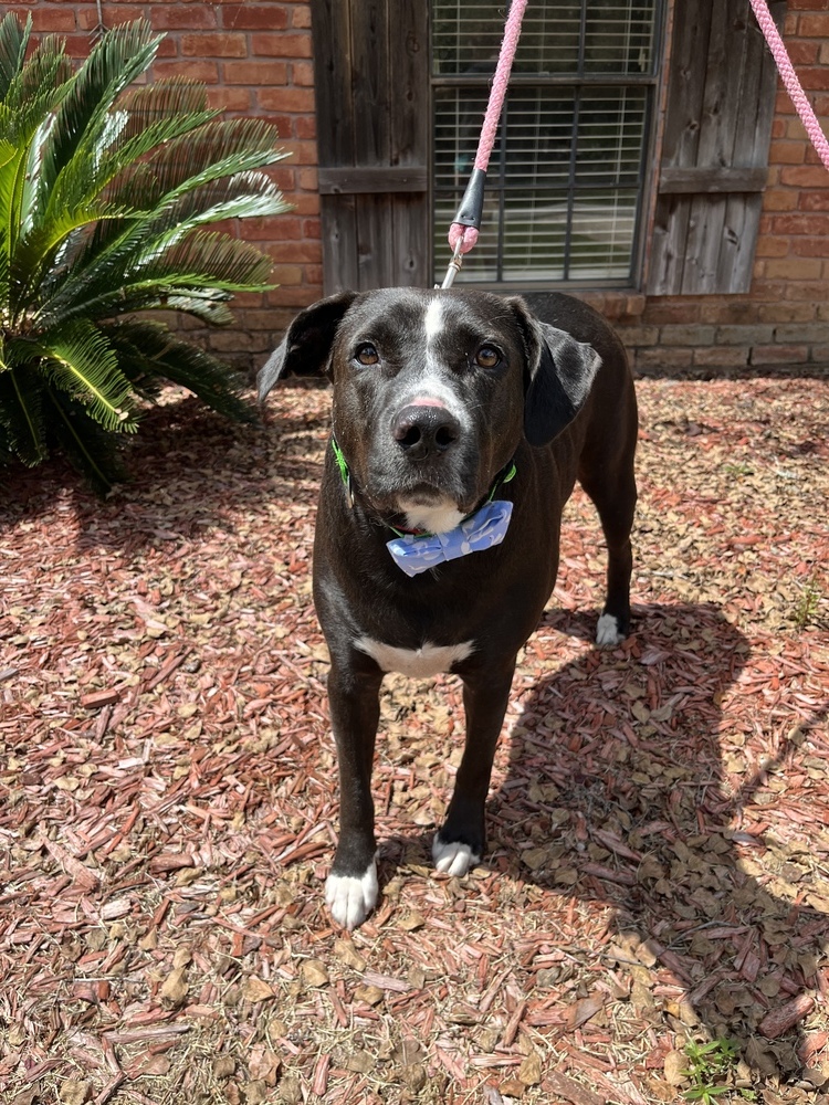 Olive 2, an adoptable Pit Bull Terrier, Border Collie in Bangor, ME, 04401 | Photo Image 1