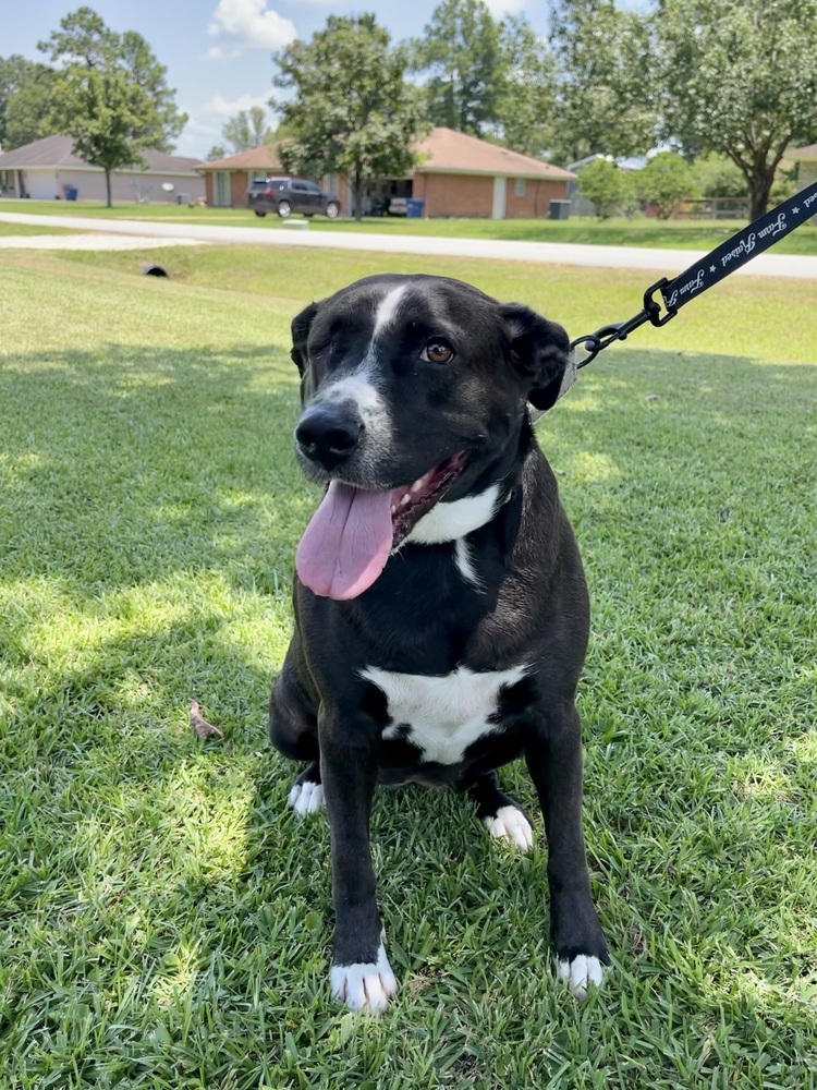 Olive 2, an adoptable Pit Bull Terrier, Border Collie in Bangor, ME, 04401 | Photo Image 3