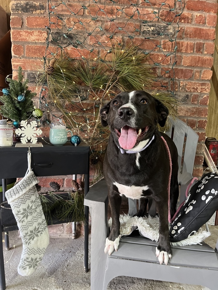 Olive 2, an adoptable Pit Bull Terrier, Border Collie in Bangor, ME, 04401 | Photo Image 4