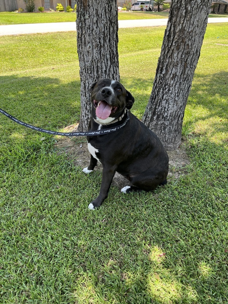 Olive 2, an adoptable Pit Bull Terrier, Border Collie in Bangor, ME, 04401 | Photo Image 6