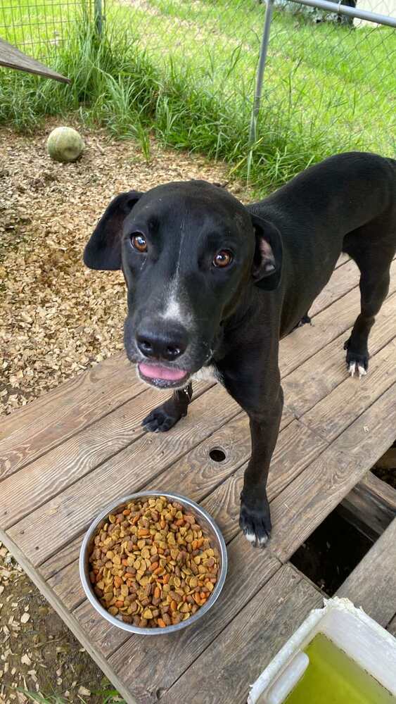 Nemo 2, an adoptable Boxer, Pit Bull Terrier in Halifax, NS, B3J 3A5 | Photo Image 1