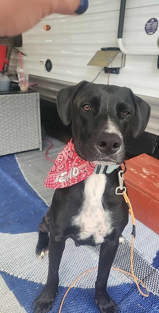 Nemo 2, an adoptable Boxer, Pit Bull Terrier in Halifax, NS, B3J 3A5 | Photo Image 1