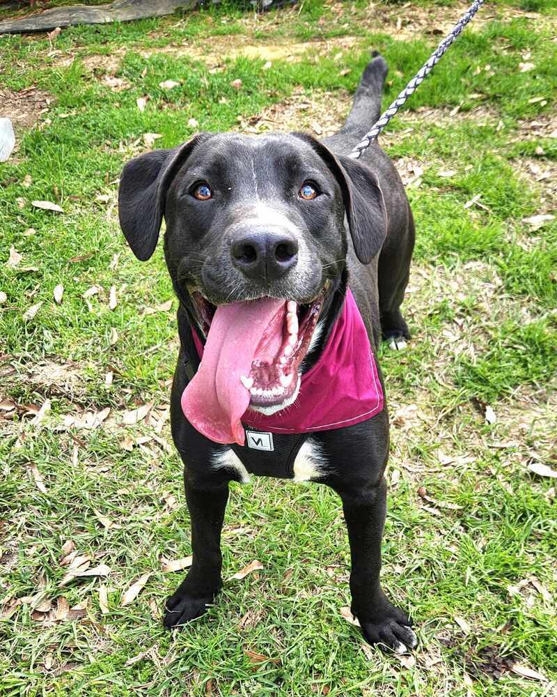 Nemo 2, an adoptable Boxer, Pit Bull Terrier in Halifax, NS, B3J 3A5 | Photo Image 2