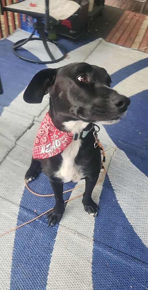 Nemo 2, an adoptable Boxer, Pit Bull Terrier in Halifax, NS, B3J 3A5 | Photo Image 2