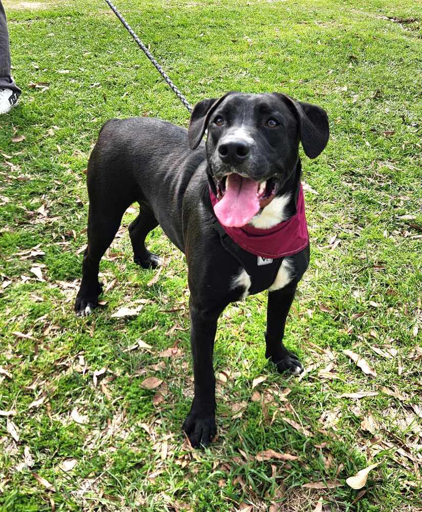 Nemo 2, an adoptable Boxer, Pit Bull Terrier in Halifax, NS, B3J 3A5 | Photo Image 3