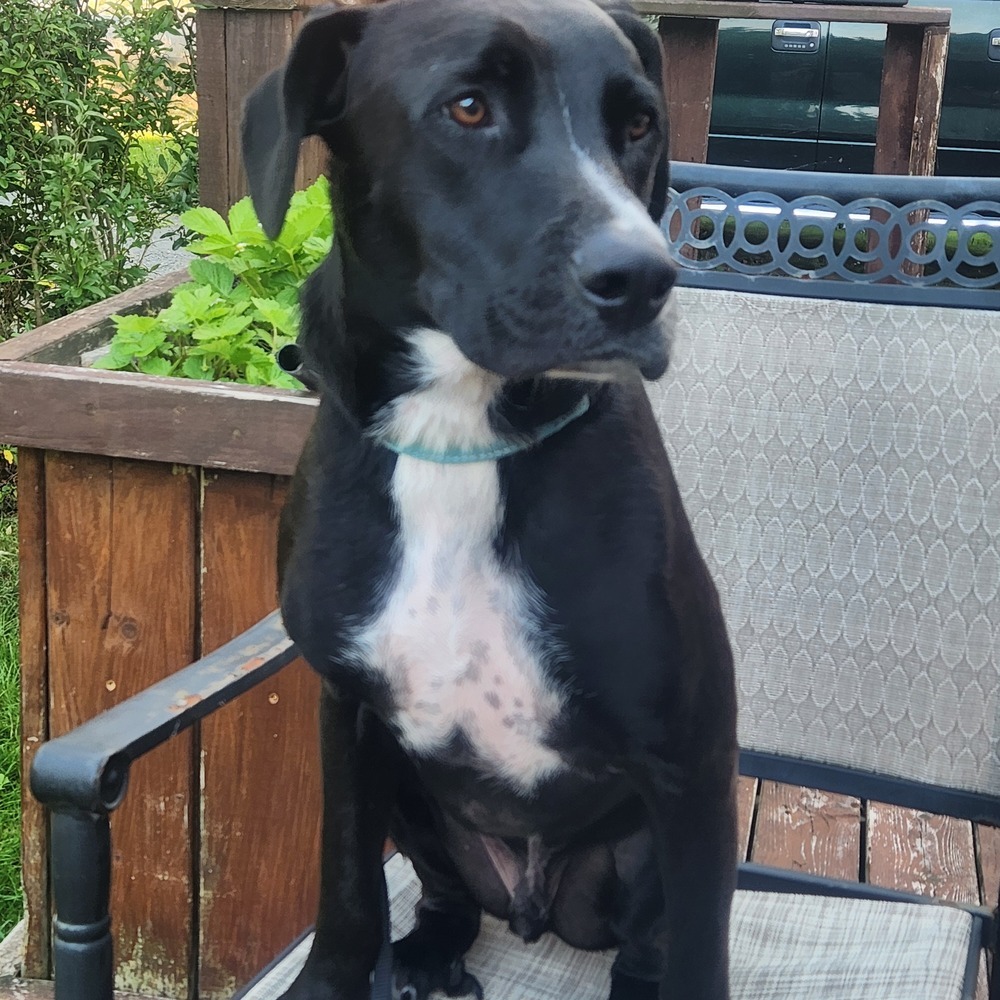 Nemo 2, an adoptable Boxer, Pit Bull Terrier in Halifax, NS, B3J 3A5 | Photo Image 3