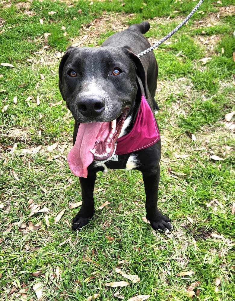Nemo 2, an adoptable Boxer, Pit Bull Terrier in Halifax, NS, B3J 3A5 | Photo Image 4
