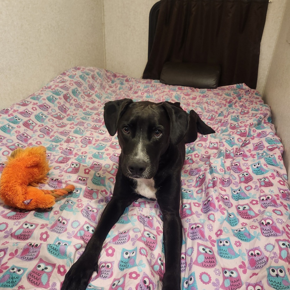 Nemo 2, an adoptable Boxer, Pit Bull Terrier in Halifax, NS, B3J 3A5 | Photo Image 4