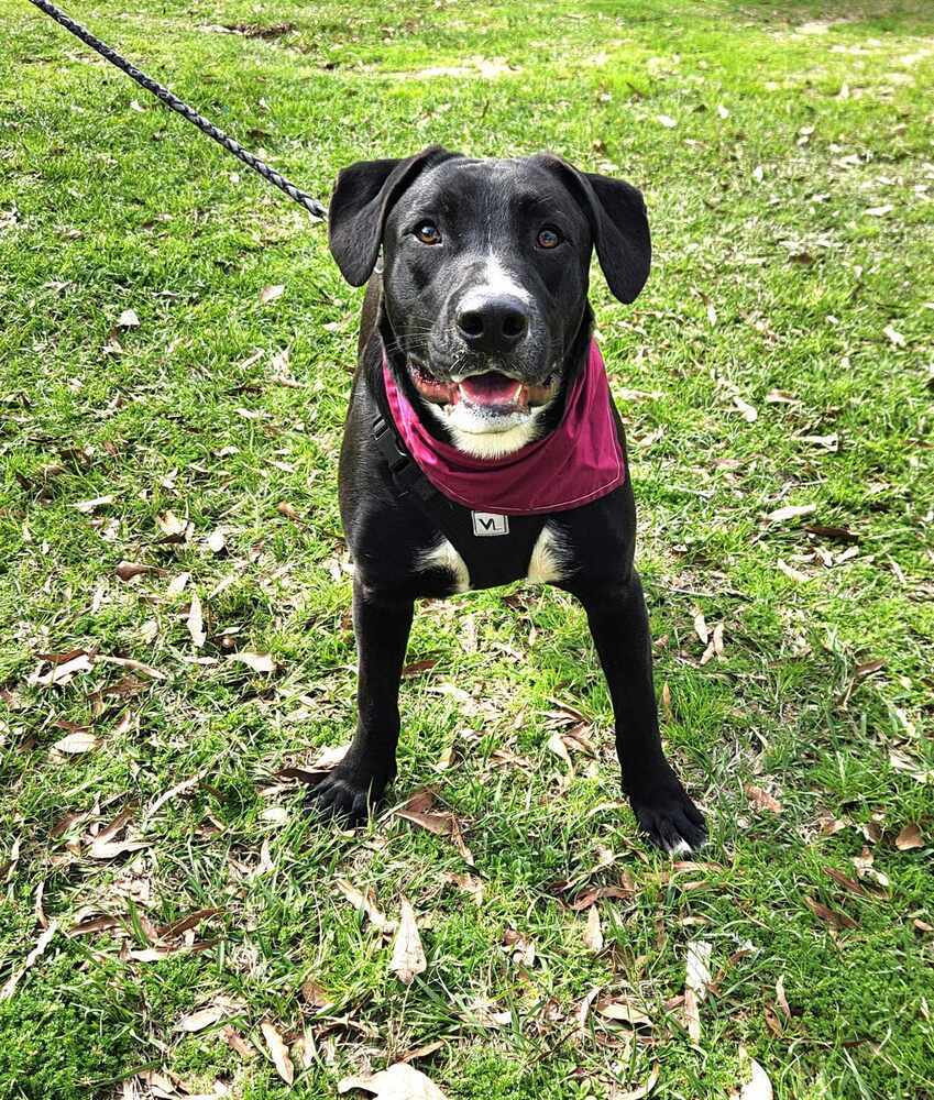 Nemo 2, an adoptable Boxer, Pit Bull Terrier in Halifax, NS, B3J 3A5 | Photo Image 5