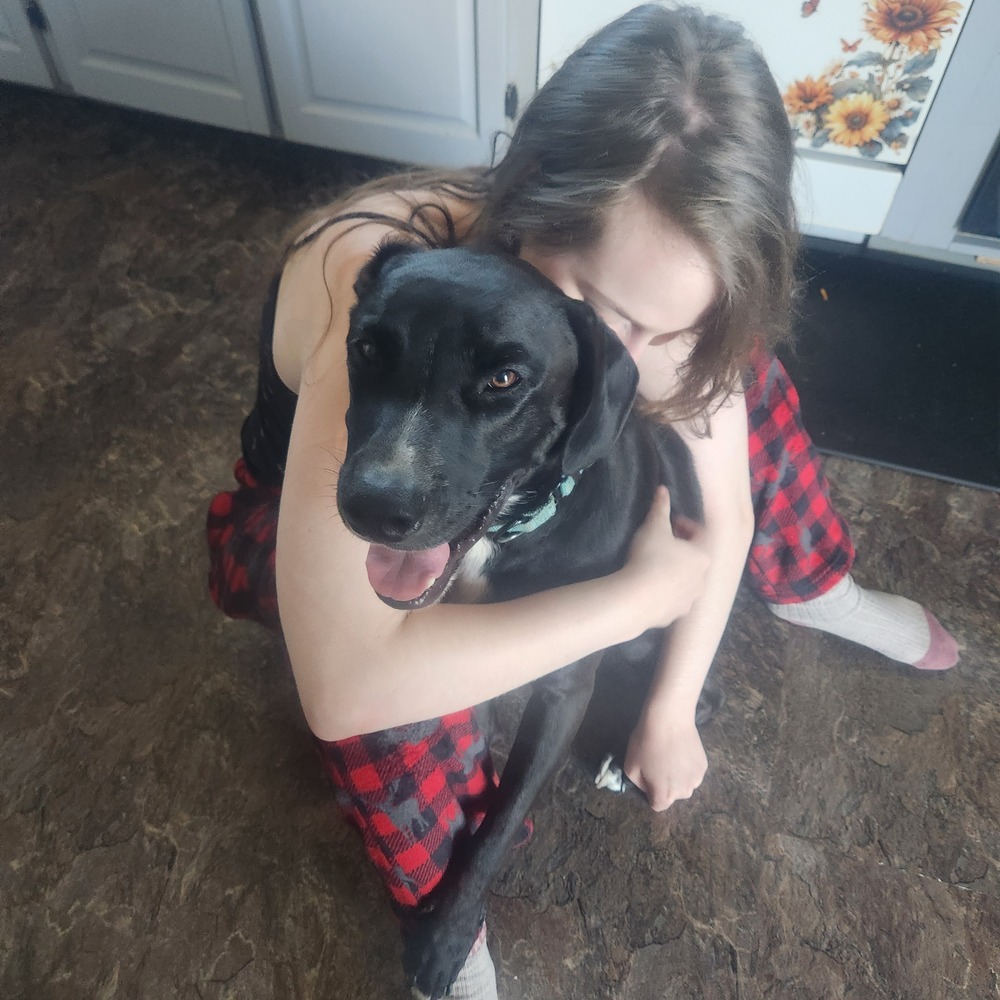 Nemo 2, an adoptable Boxer, Pit Bull Terrier in Halifax, NS, B3J 3A5 | Photo Image 5