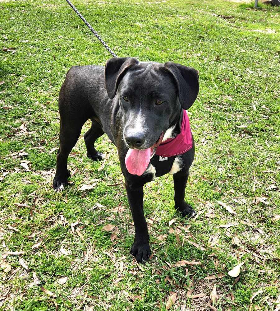 Nemo 2, an adoptable Boxer, Pit Bull Terrier in Halifax, NS, B3J 3A5 | Photo Image 6