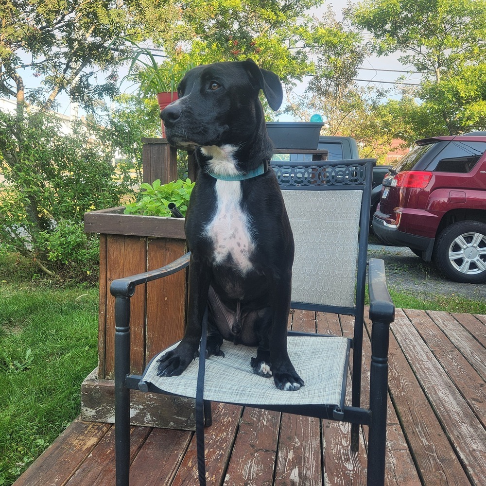 Nemo 2, an adoptable Boxer, Pit Bull Terrier in Halifax, NS, B3J 3A5 | Photo Image 6