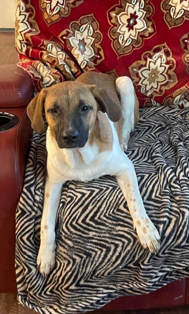 Black mouth cur hot sale blue heeler mix