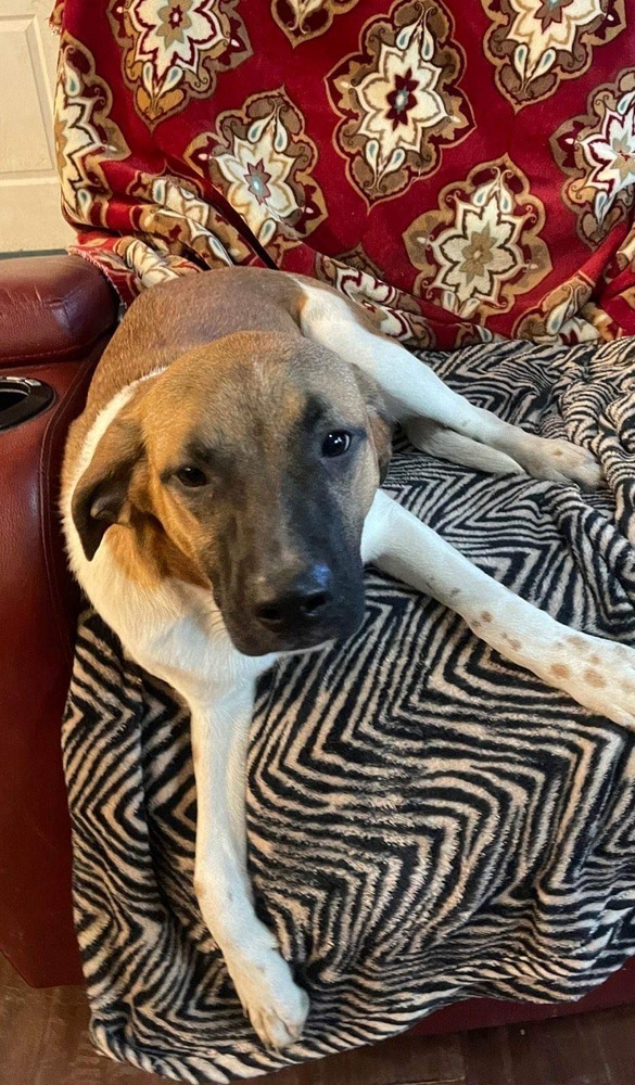 Black mouth cur hot sale blue heeler mix