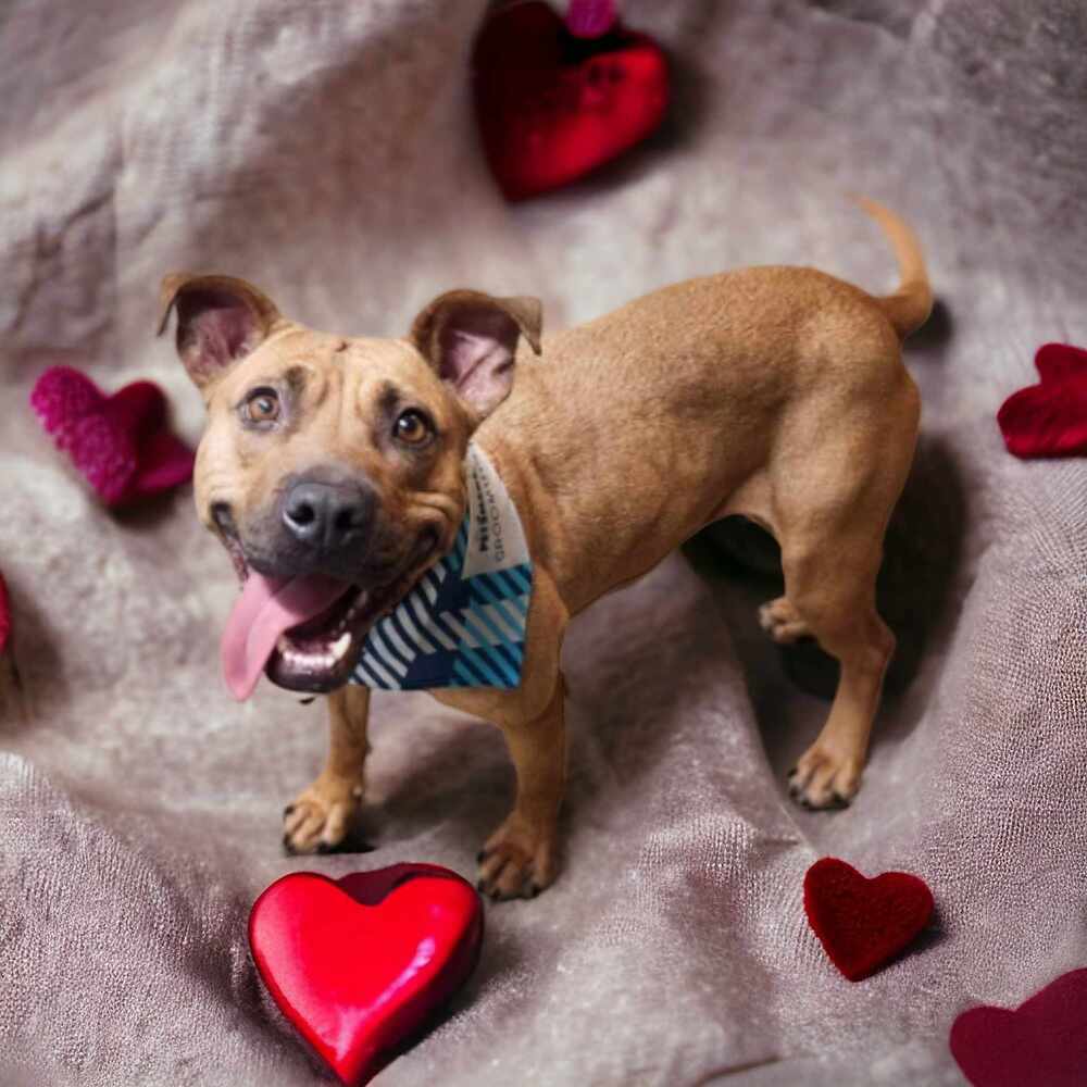 Maggie May, an adoptable Black Mouth Cur in Aulac, NB, E4L 2X2 | Photo Image 1