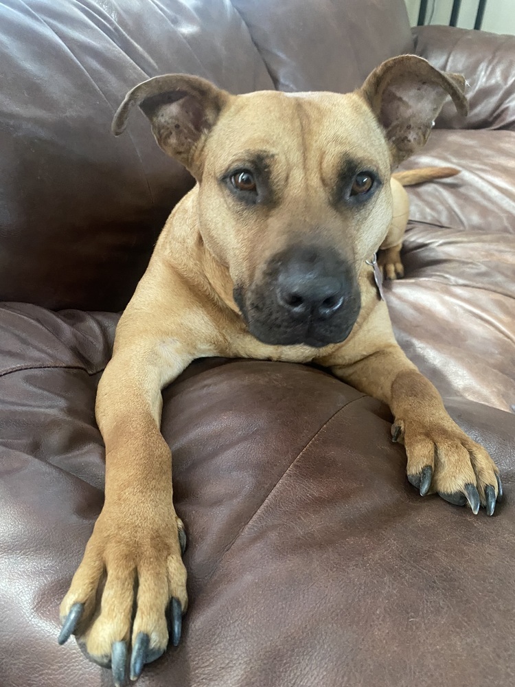 Maggie May, an adoptable Black Mouth Cur in Aulac, NB, E4L 2X2 | Photo Image 2