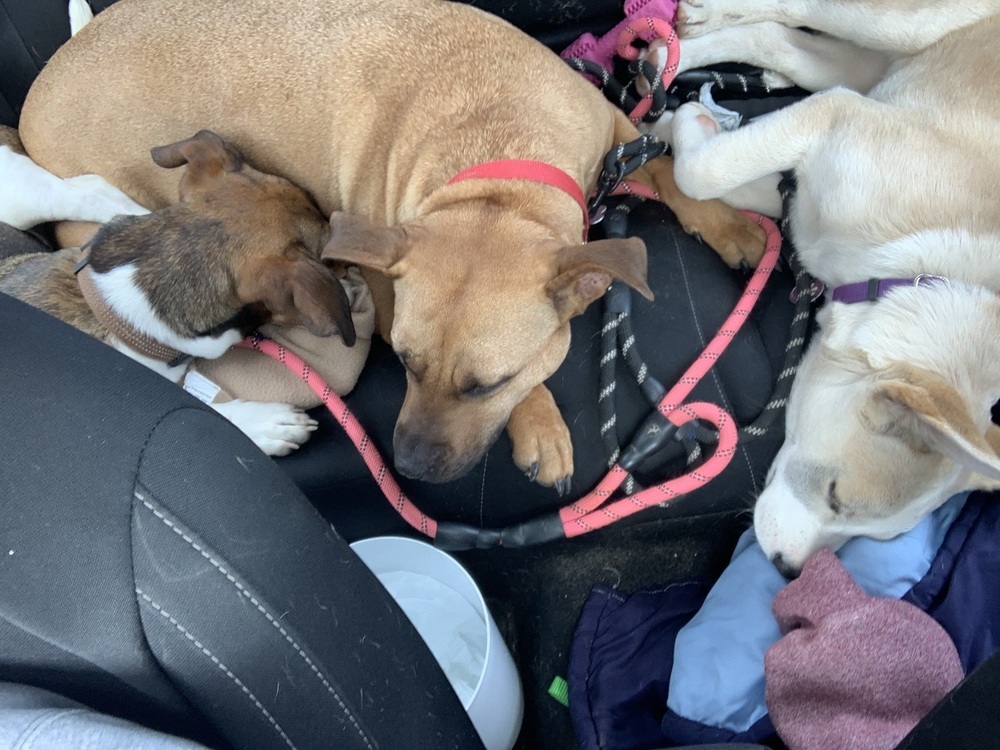 Maggie May, an adoptable Black Mouth Cur in Halifax, NS, B3J 3A5 | Photo Image 3