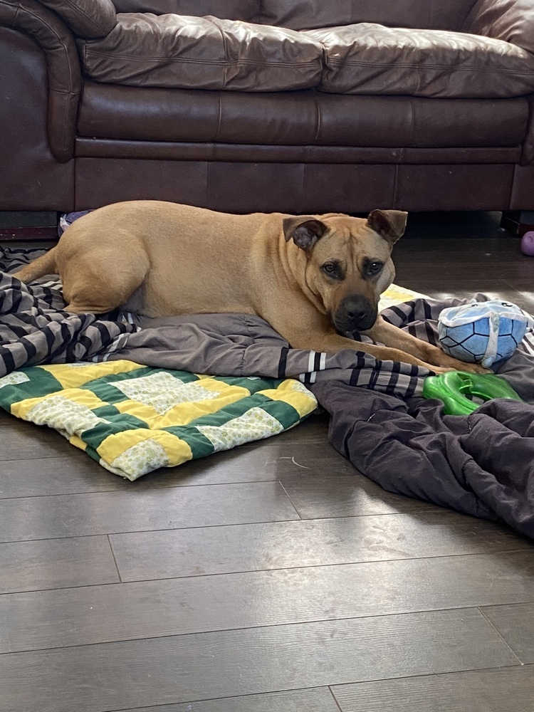 Maggie May, an adoptable Black Mouth Cur in Halifax, NS, B3J 3A5 | Photo Image 5