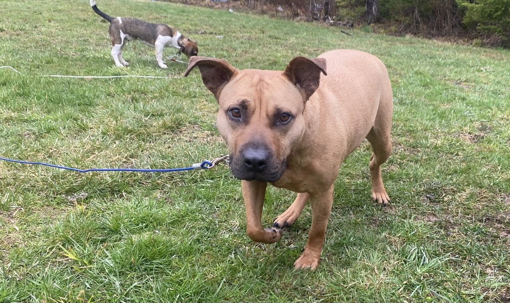 Maggie May, an adoptable Black Mouth Cur in Aulac, NB, E4L 2X2 | Photo Image 6