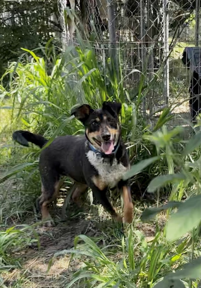 Topanga, an adoptable Australian Cattle Dog / Blue Heeler in Hooksett, NH, 03106 | Photo Image 1