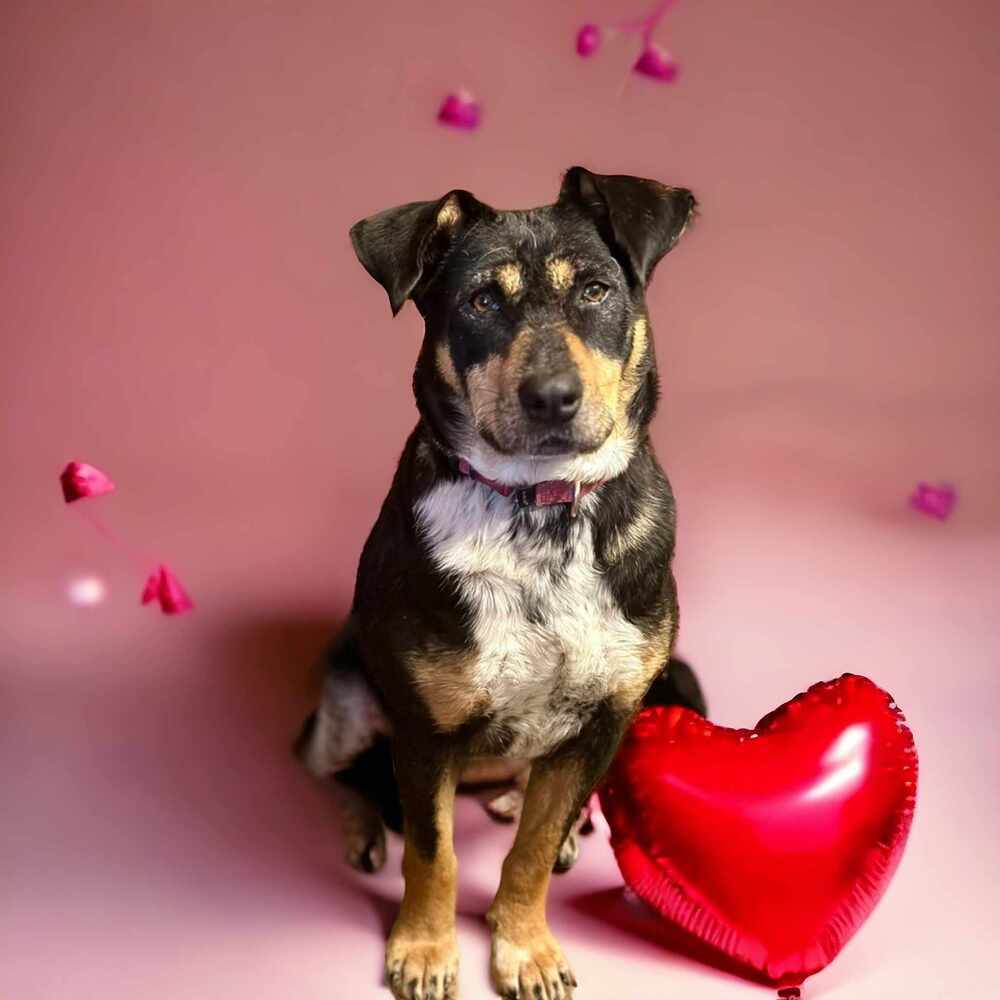 Topanga, an adoptable Australian Cattle Dog / Blue Heeler in Hooksett, NH, 03106 | Photo Image 2