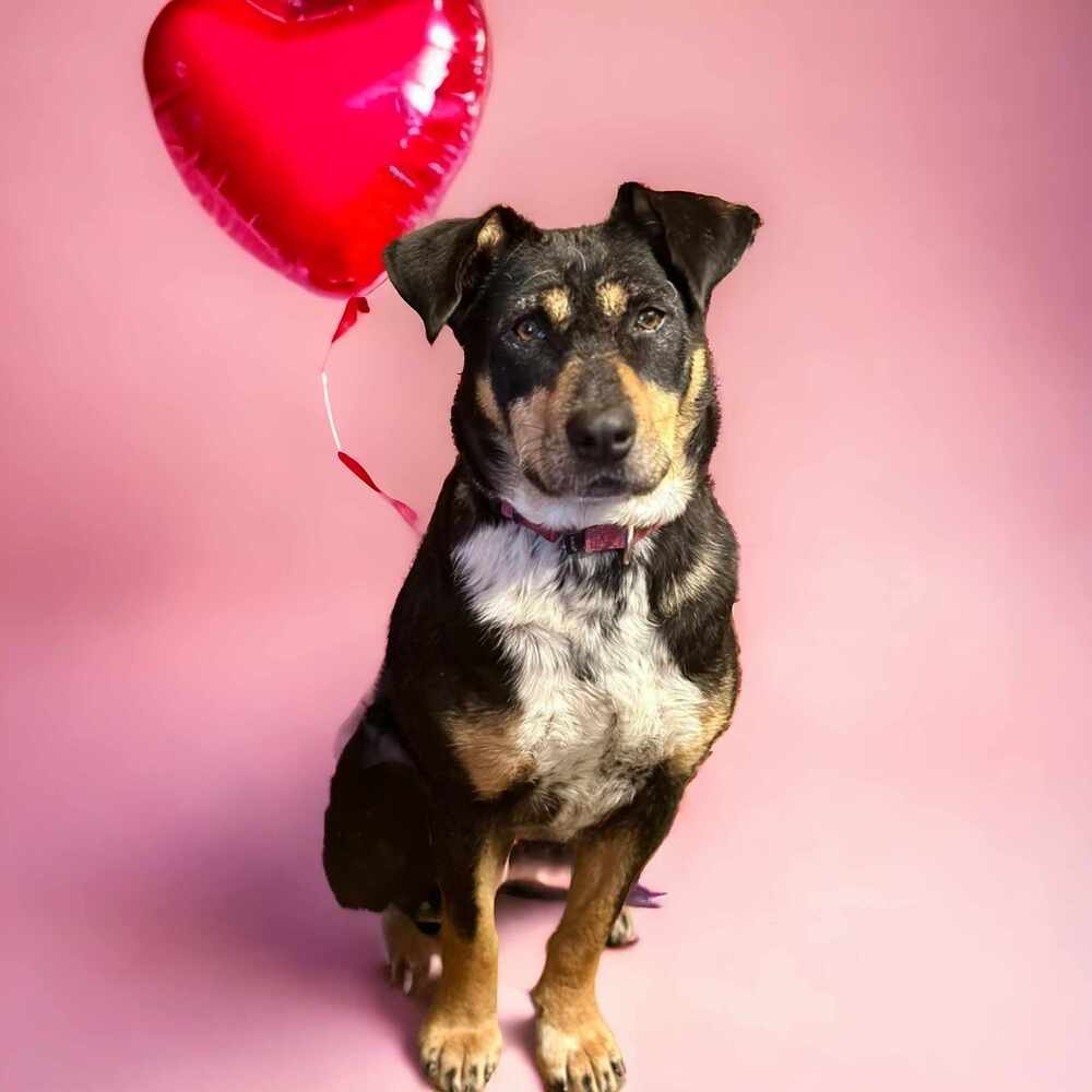 Topanga, an adoptable Australian Cattle Dog / Blue Heeler in Hooksett, NH, 03106 | Photo Image 3