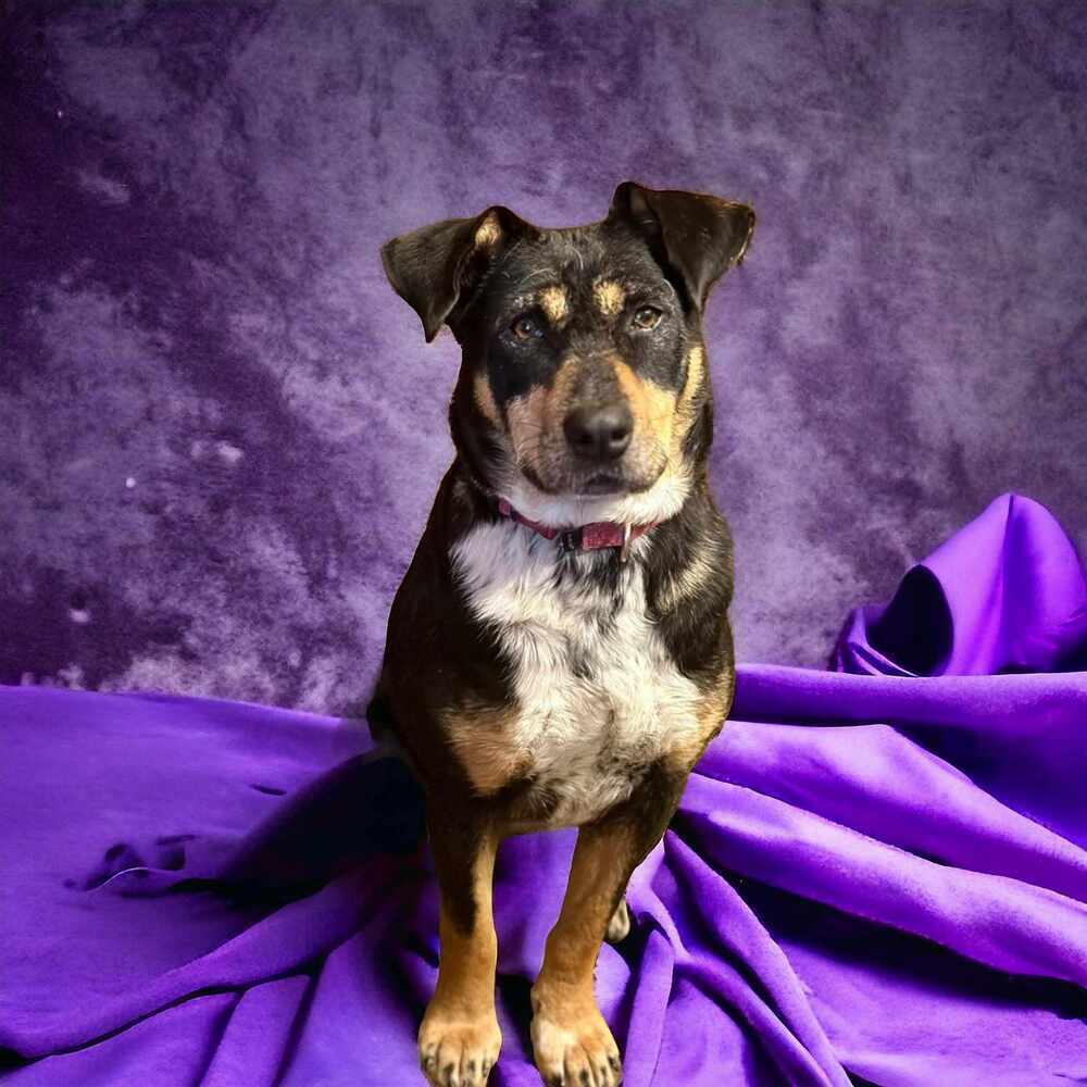 Topanga, an adoptable Australian Cattle Dog / Blue Heeler in Hooksett, NH, 03106 | Photo Image 4