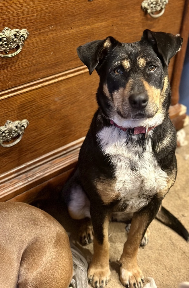 Topanga, an adoptable Australian Cattle Dog / Blue Heeler in Hooksett, NH, 03106 | Photo Image 5