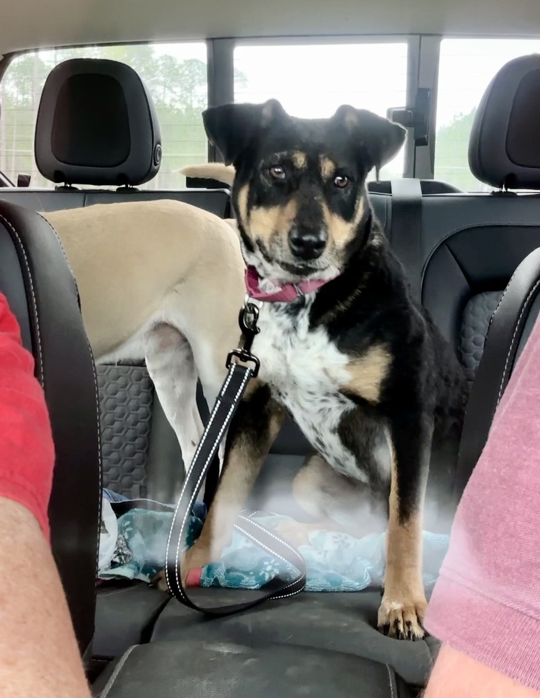 Topanga, an adoptable Australian Cattle Dog / Blue Heeler in Hooksett, NH, 03106 | Photo Image 6