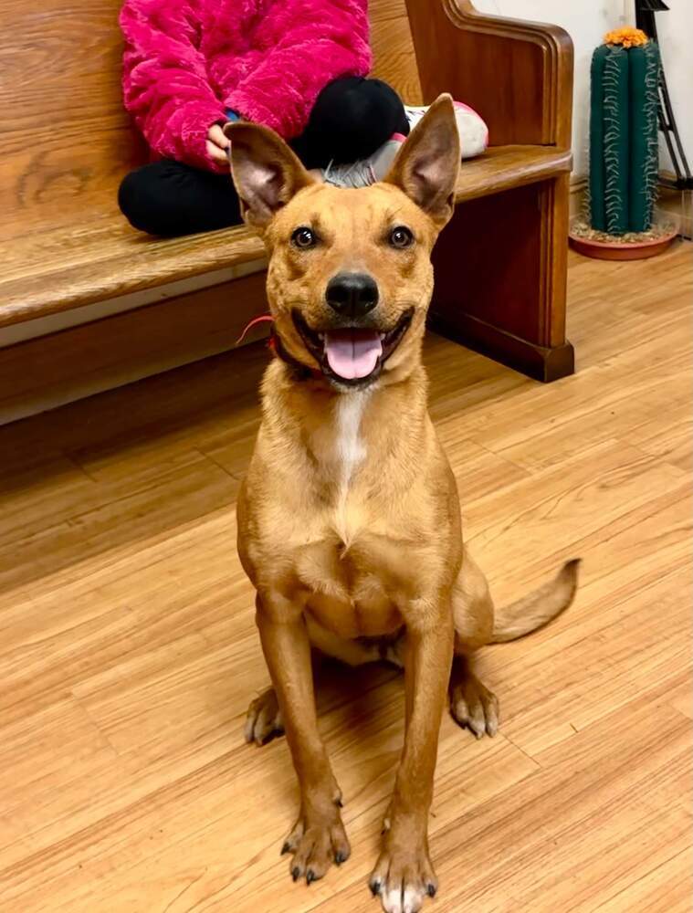 Merida, an adoptable Redbone Coonhound, Shepherd in Bangor, ME, 04401 | Photo Image 1